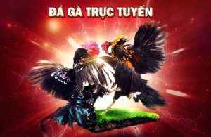 Tham Gia Đá Gà 3D Good88 Ngay Hôm Nay Để Thắng Lớn